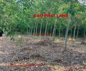 Bán đất Phú Giáo, Bình Dương